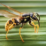 Yellowjacket