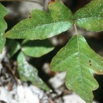 Wikipedia Poison Oak