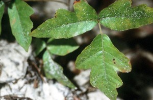 Wikipedia Poison Oak