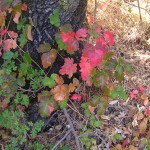 Wikipedia Poison Oak 2