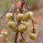 Poison Oak Berries