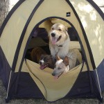 Dogs in a Tent
