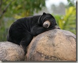 Malaysian_Sun_Bear