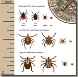 Tick_identification