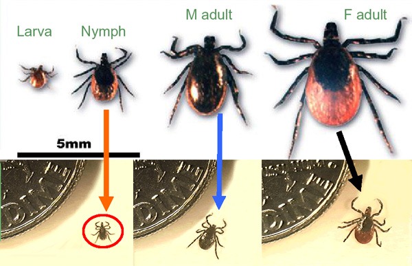 Reminder – Tick Season