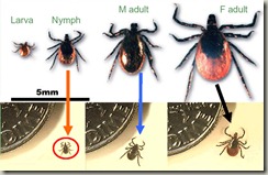 deer_tick_identification