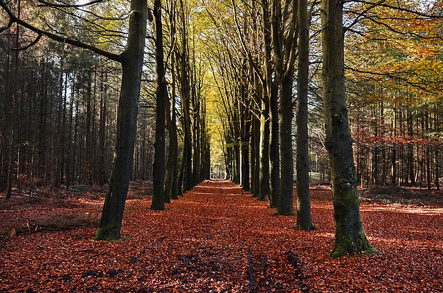 Fall Camping for Families: Kid-Friendly Activities and Tips