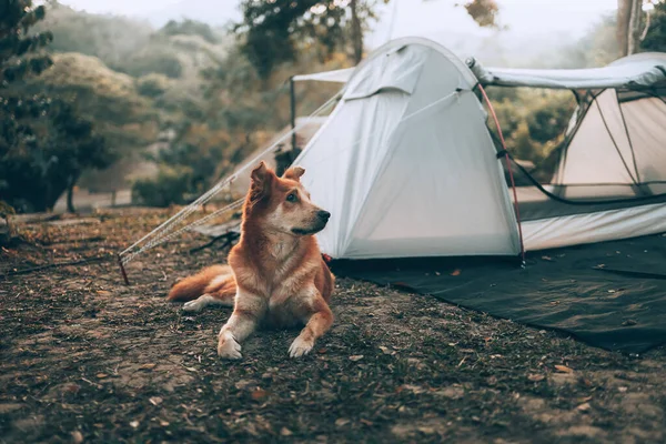 The Ultimate Guide to Camping with Pets: Tips and Best Practices